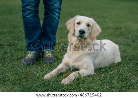 white Labrador Retriever lying on the grass near the feet of the master