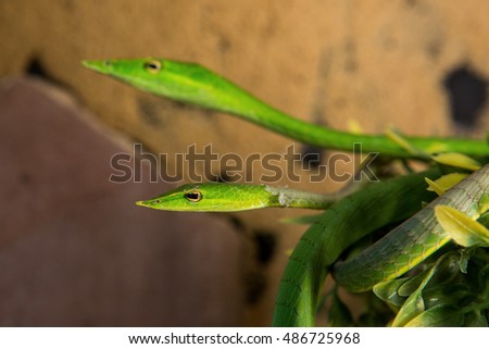 close up green snake head