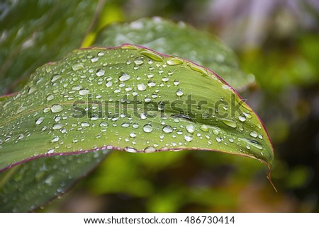 Close up green leaf with water drop  for texture/background.