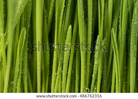 Close up wet drops on the fresh green grass background