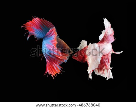 Two Half-moon Siamese Fighting Fishes isolated on black background