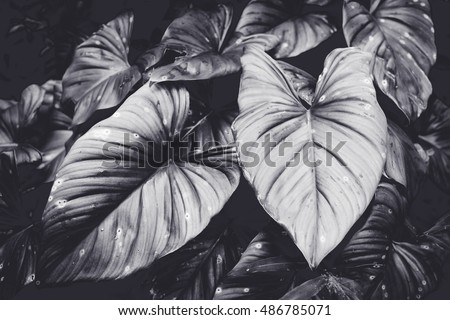 Low key Dark lighting Nature background, green leaves in natural light and shadow, symbolic of peaceful and safe the Earth or life or Zen with toned color and selective focus.Black and white tone.