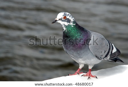 Beautiful curious rock pigeon