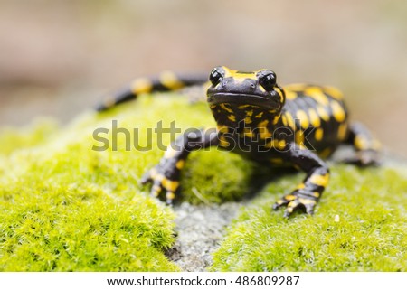Corsican fire salamander, salamandra corsica, portrait, Corsica, France