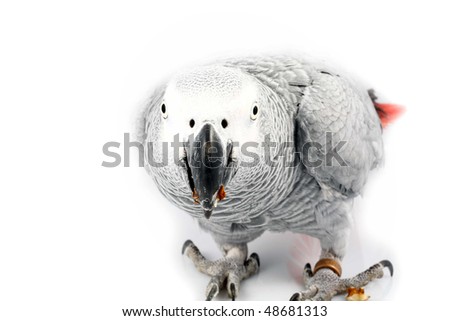 gray parrot Jaco eating walnuts