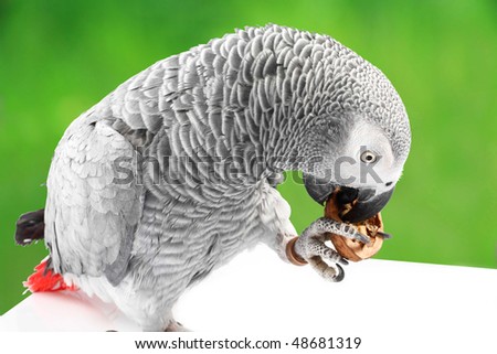 gray parrot Jaco eating walnuts
