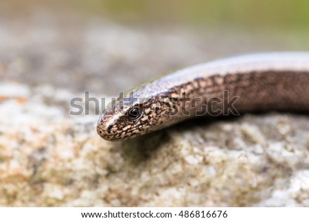 Slow Worm or Blind Worm, Anguis fragilis. Slow Worm lizards are often mistaken for snakes. His food is generally pest insects. Focus to eye. Czech nature and wildlife