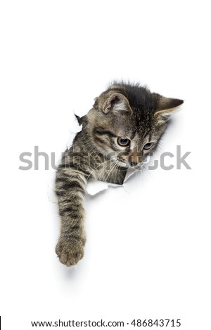 Kitty in hole of paper, little grey tabby cat getting out through torn white background, funny pet  Royalty-Free Stock Photo #486843715