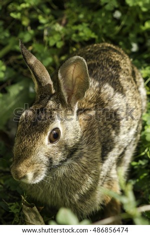 Warm close up of Eastern Cottontail Rabbit sitting in Clover - portrait