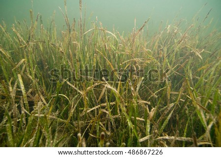 Healthy seagrass bed, main source of food for manatees in Florida. Selective focus