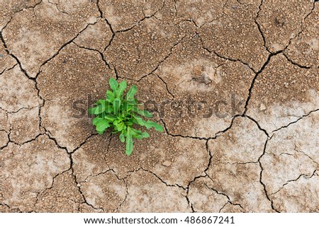  Perseverance and resilience green weeds grew in a waterless desert. Royalty-Free Stock Photo #486867241