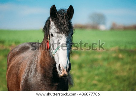 Close Up Of Horse On Summer Meadow Background. Copy Space.