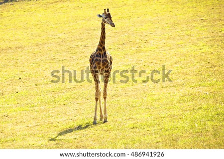 cabarceno giraffe, Spain