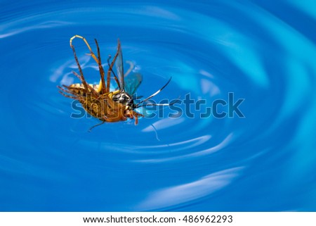 action shots of a spider wasp killing a spider by drowning it in a swimming pool in Costa Rica