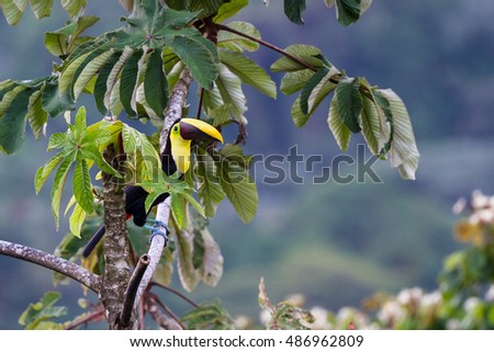 chestnut mandible toucan perched on a branch in San Carlos Costa Rica