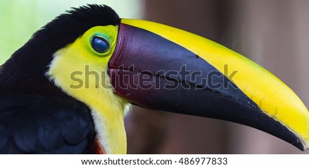 close up of a chestnut mandibled toucan in Costa Rica