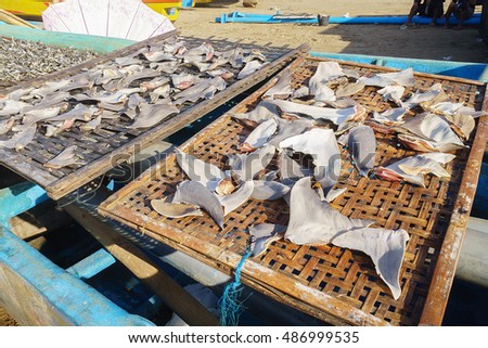 Shark fins dried under the hot sun at fisherman village in Asia. Royalty-Free Stock Photo #486999535