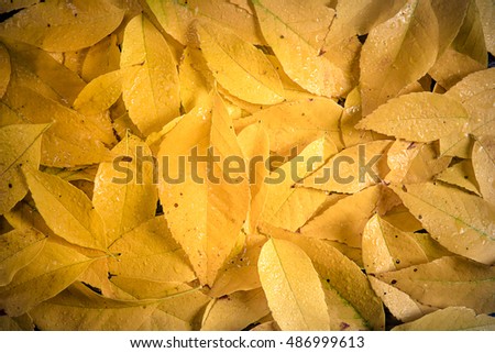 yellow colorful autumn leaves 