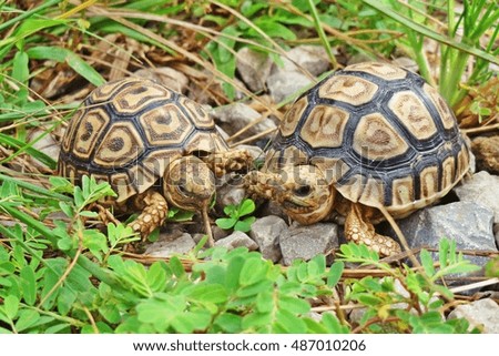 Leopard tortoise walking slowly and sunbathe on ground with his protective shell ,cute animal pictures make you smile