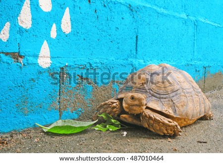  Africa spurred tortoise eating the vegetable on colorful wall ,cute animal pictures make you smile                           