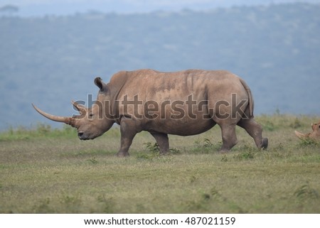 Rhino on the horizon