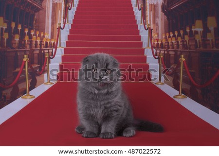 small Scottish Fold kitten on red carpet