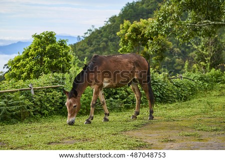 Horse eating grass.