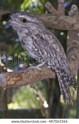 Closeup shot of a Tawny Frogmouth (Podargus strigoides) sitting on a tree branch. Picture shows full half profile of the owl.