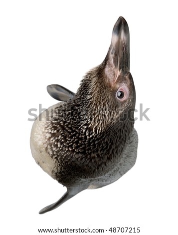 High angle view of Young Humboldt Penguin, Spheniscus humboldti, in front of white background