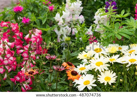 Perennial plants with many blossoms in the garden. Royalty-Free Stock Photo #487074736