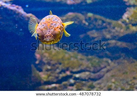 exotic sea fish with the blue and yellow color, tropical fish in an aquarium