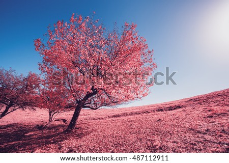 Majestic alone birch tree on a hill slope with sunny beams at mountain valley. Dramatic morning scene. Infrared picture. Blue sky and red leaves. Carpathians, Ukraine, Europe. Beauty world.