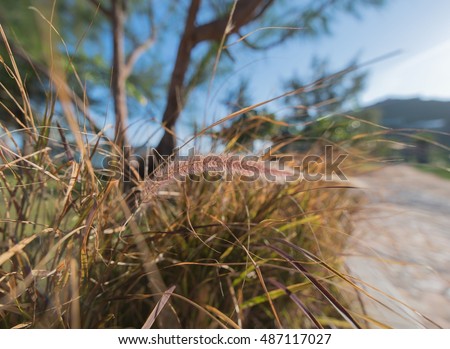 Soft and selective focus of Yellow Flower grass impact sunlight. (Penisetum polystachyon (L.) Schult.)