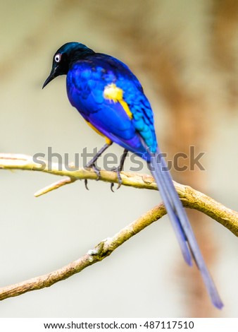 Golden-breasted starling (Lamprotornis regius), also known as royal starling