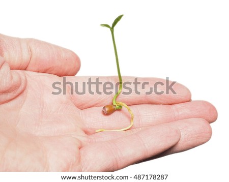 Young seed sprouting into a beautiful young plant, in a person's hand isolated on white