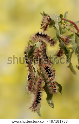 Caterpillar illustration. Closeup a lot of caterpillars chews the leaves of the plant.  For background, image, banner. Vertical composition.