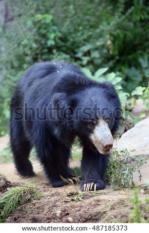 The sloth bear (Melursus ursinus), also known as the labiated bear on the trail.