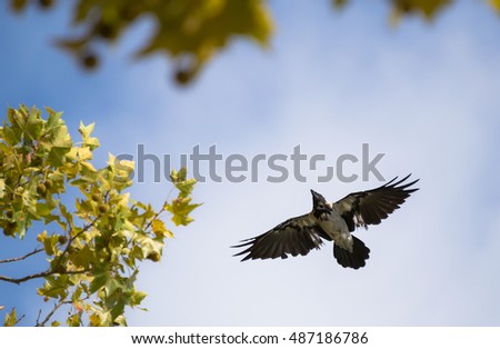 Crow Flying Near a Tree