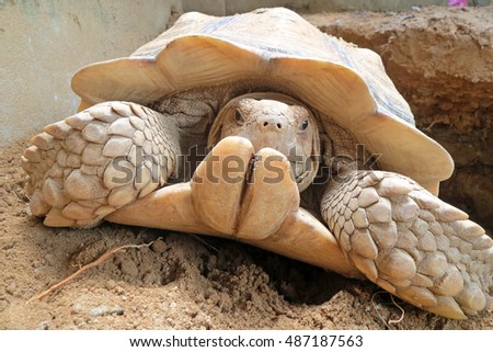 Close up Africa spurred tortoise in the garden ,cute animal pictures make you smile                               