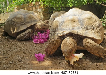 Close up Africa spurred tortoise eating flower in the garden ,cute animal pictures make you smile                                 
