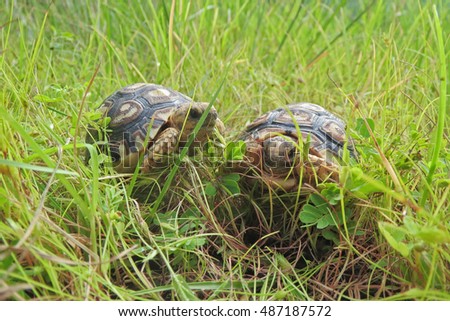  Leopard tortoise walking slowly and sunbathe on ground with his protective shell ,cute animal pictures make you smile                           