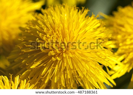  photographed close-up of yellow dandelions in springtime, shallow depth of field