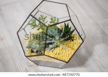 Florarium Glass vase with succulent plant. Miniature cactus   in a   