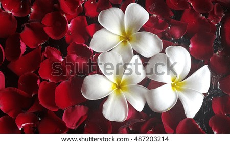 Three white frangipani flowers floating in the water amid red rose petals.