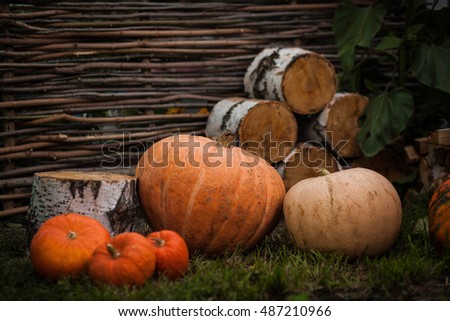 Several pumpkins lying on the ground. on the background of birch logs