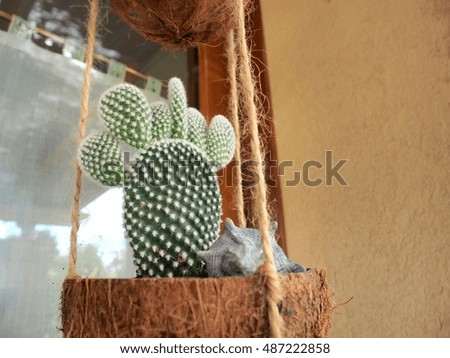 mini cactus in coconut vases