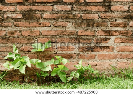 Brick wall and grass