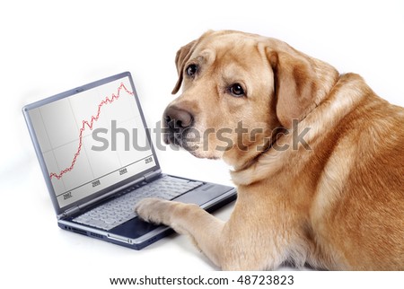 The dog work on computer Royalty-Free Stock Photo #48723823