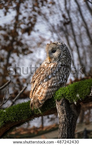 Owl sitting on tree branch covered with green moss
