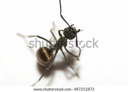 macro Ant black (soft focus)
